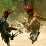 Đá Gà 8xbet đã rất phổ biến trong công động cược thủ Việt